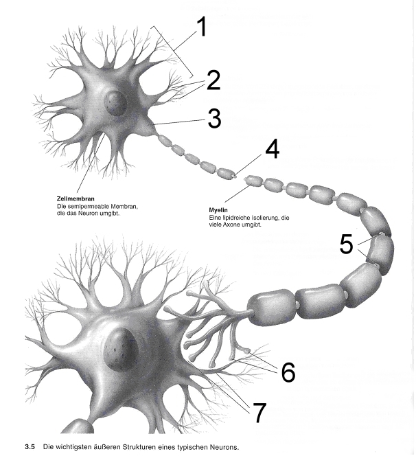 Verdauungssystem-beschriften-v1.jpg