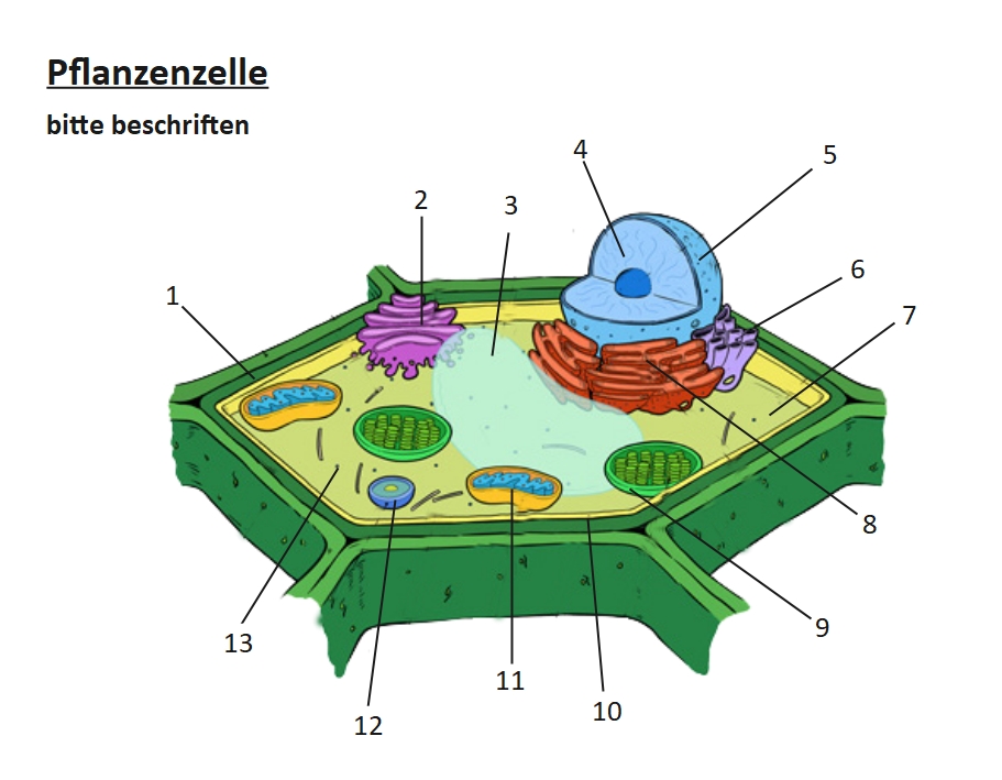 Pflanzenzelle-beschriften-1.jpg