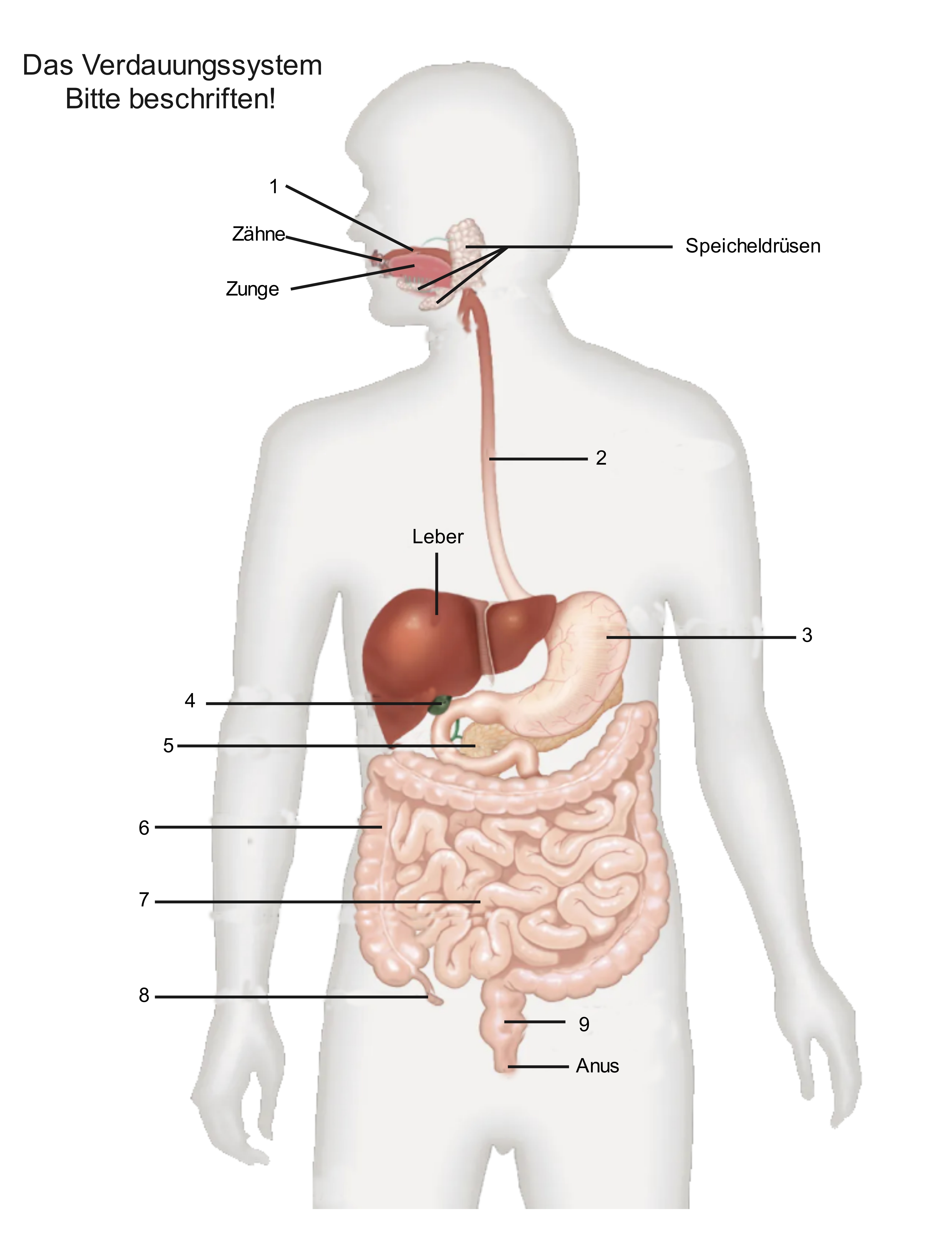 Verdauungssystem-beschriften-v1.jpg